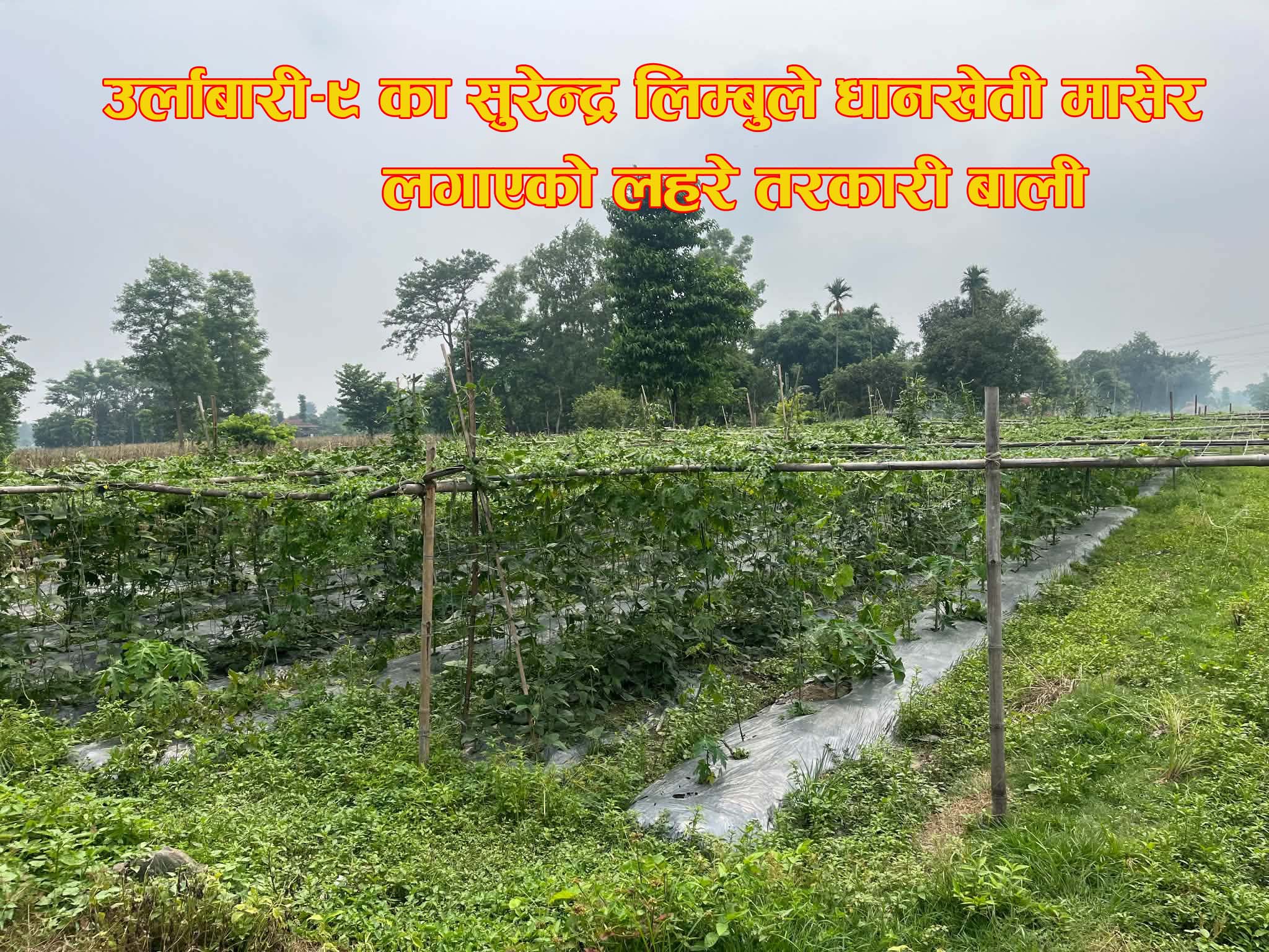 बदलिदो मौसमले थलियो कृषि, खाद्य सुरक्षामाथि बढ्दो संकट
